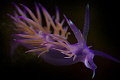 Elegante Flabellina Blu  Ottobre 2008
Isole tremiti  - Ferraio San Nicola 